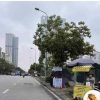 mô hình kinh doanh take away trà chanh giã tay